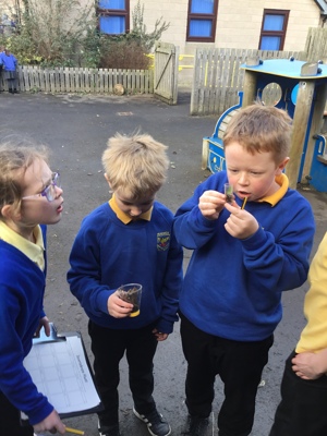 Sycamore class' invertebrate search!