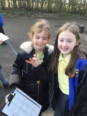 Sycamore class' invertebrate search!