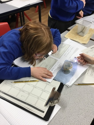 Sycamore class' invertebrate search!