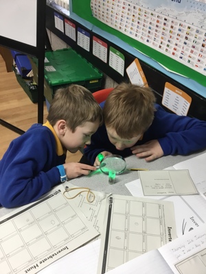 Sycamore class' invertebrate search!