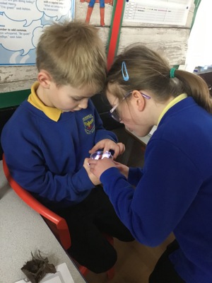 Sycamore class' invertebrate search!