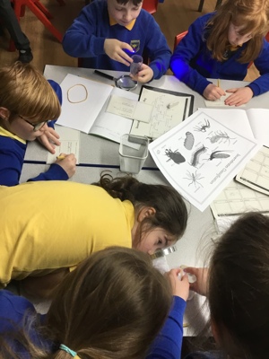 Sycamore class' invertebrate search!